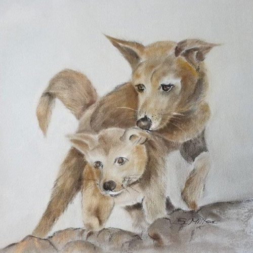 Dingo and Pup
